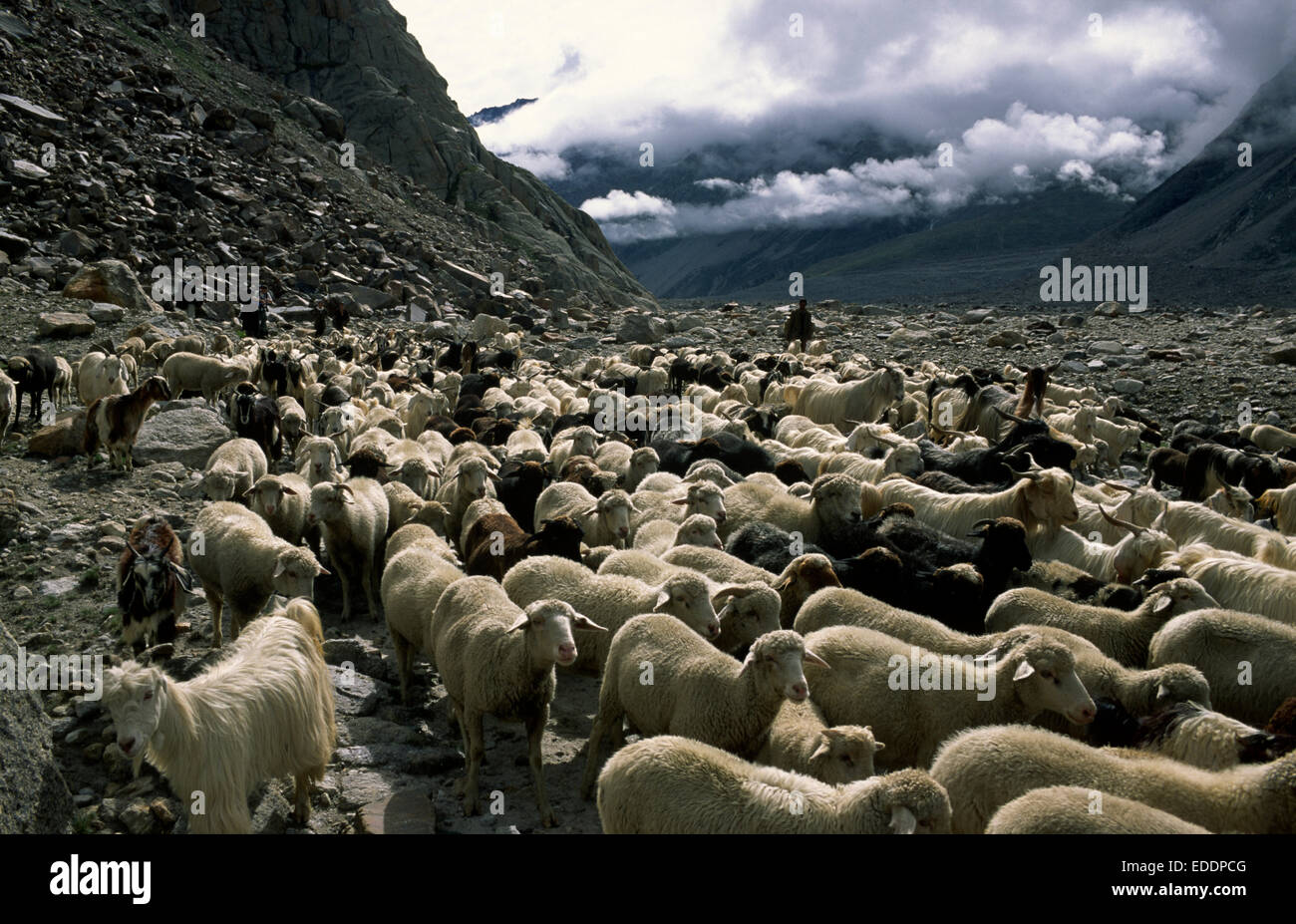 India, Himachal Pradesh, Lahaul valley, sheep flock Stock Photo