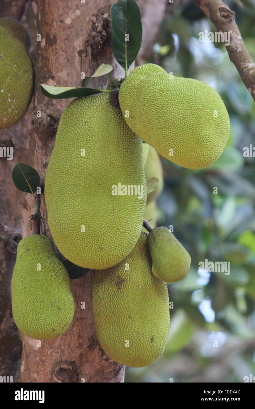 A harvestful Jackfruit tree in Kampala, Uganda Stock Photo
