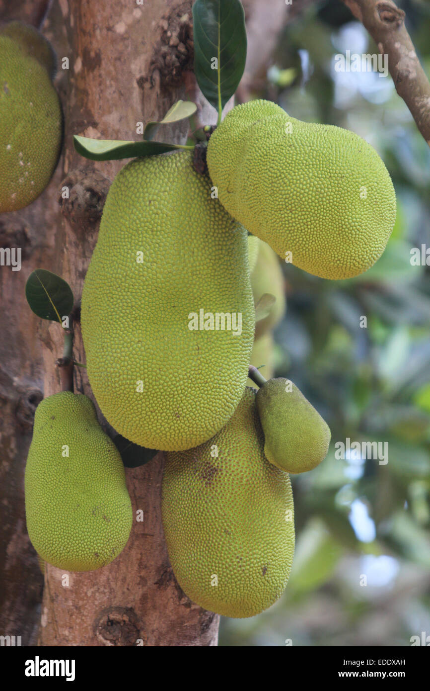 A harvestful Jackfruit tree in Kampala, Uganda Stock Photo
