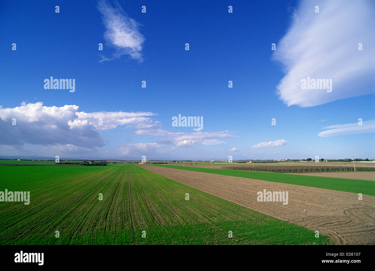 Italy, Puglia, Foggia, Tavoliere delle Puglie Stock Photo