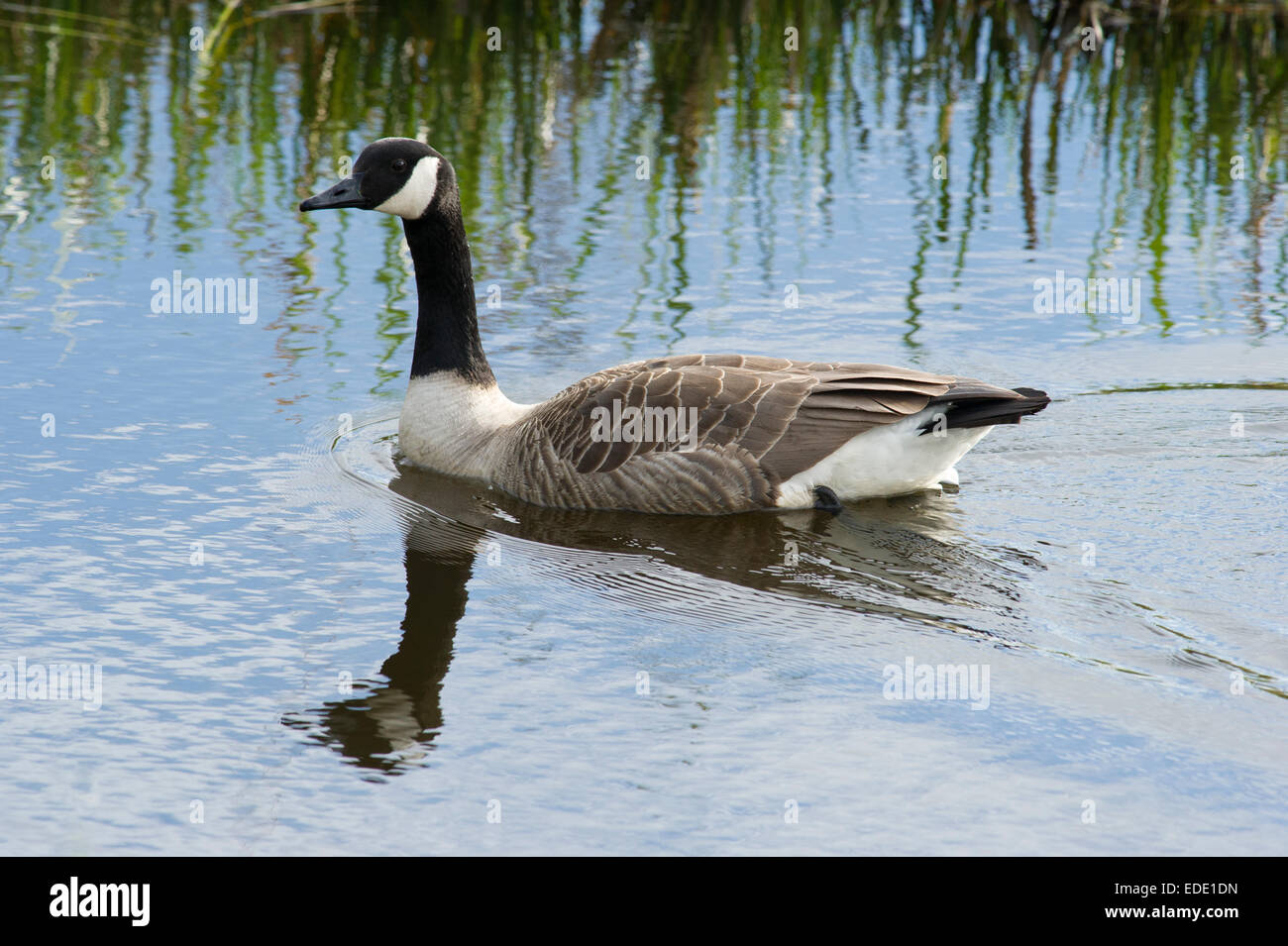A Canadian Goose (Branta canadensis) swimming in the wetlands of East Yorkshire, England Stock Photo
