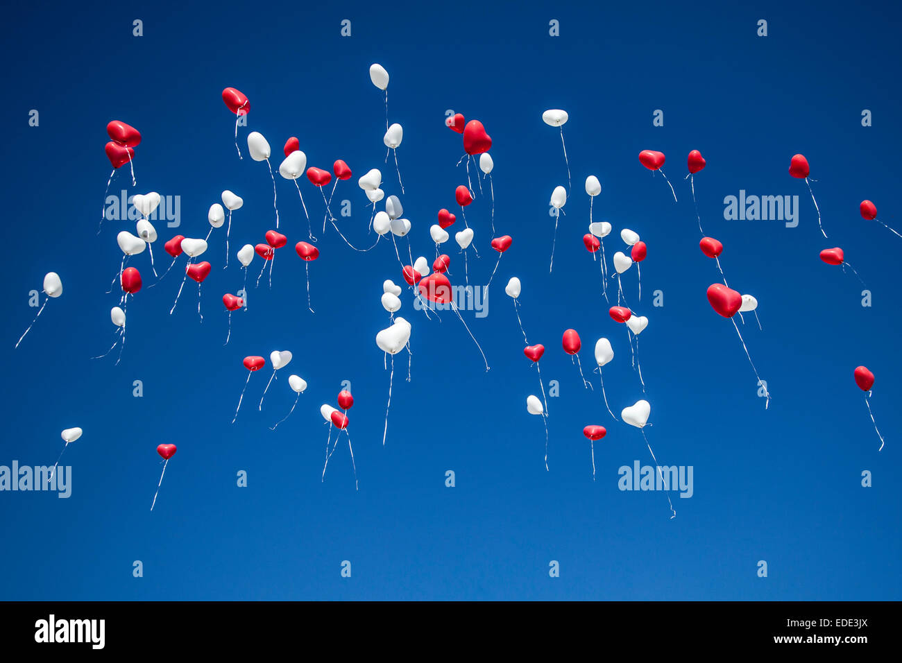 White and read hart shaped balloons flying in the blue sky Stock Photo