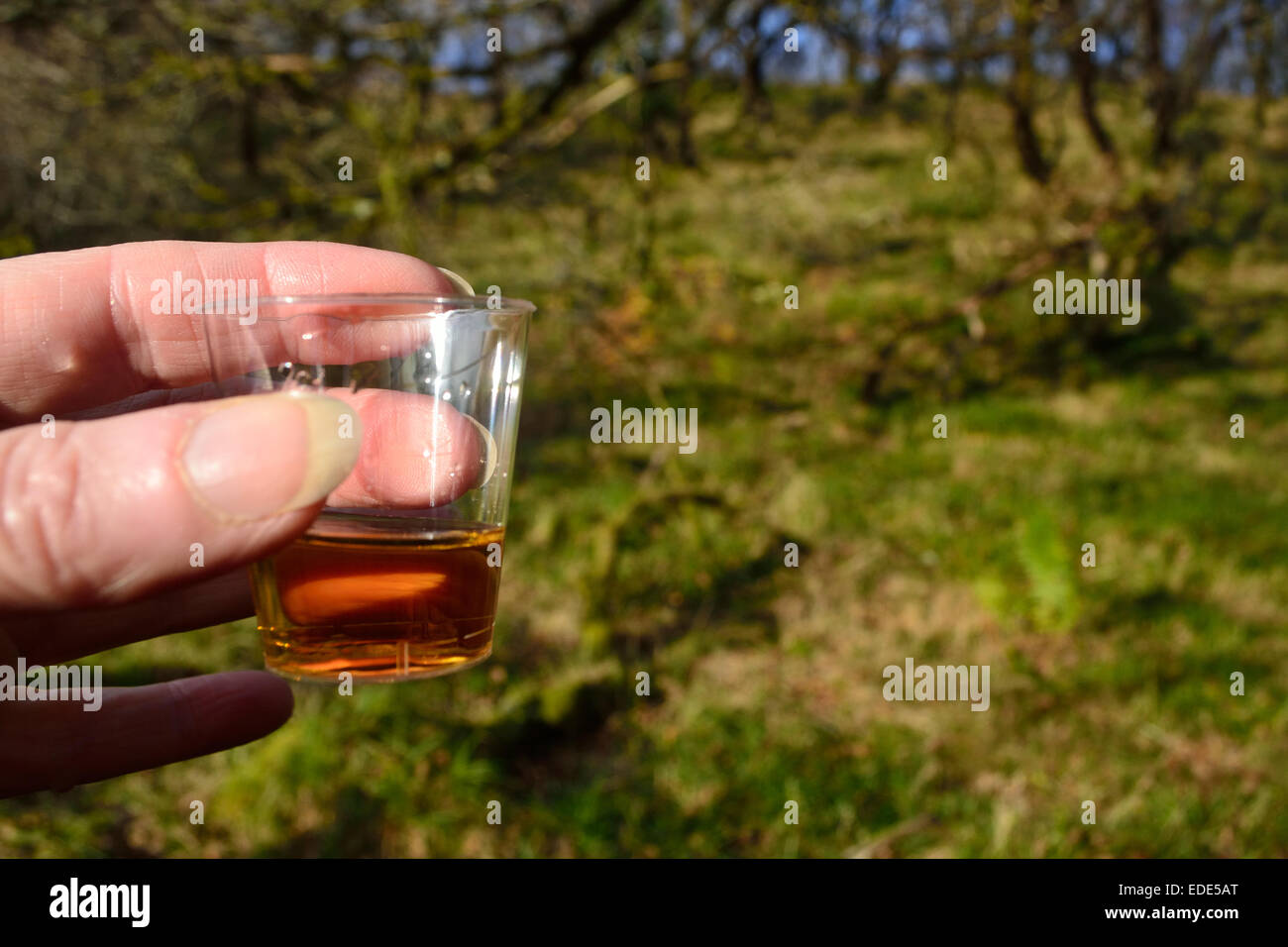 A wee dram of Scotch whisky in the open air on Islay in Scotland. Bowmore whisky tasting in a woodland beside this whisky maker's own water source. Stock Photo
