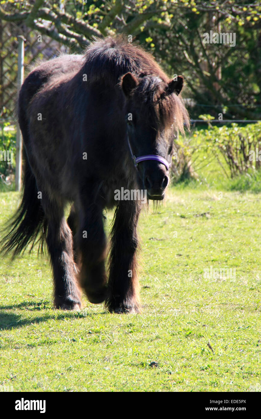 Tinker, Irish Tinker or Gypsy Cob are names for horses of the breed