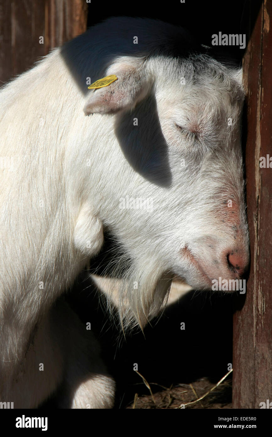 A goat enjoying with closed eyes the warmth of the sun's rays. Photo: Klaus Nowottnick Date: April 19, 2014 Stock Photo