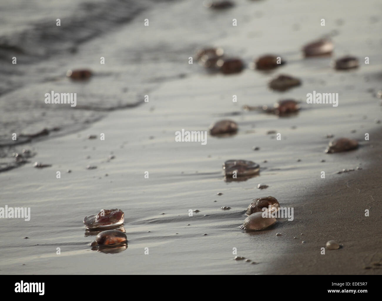Small jellyfish at a beach of the Baltic Sea near Goeren on the island of Ruegen, northern Germany, October 30, 2014. Photo: Wolfram Steinberg dpa Stock Photo