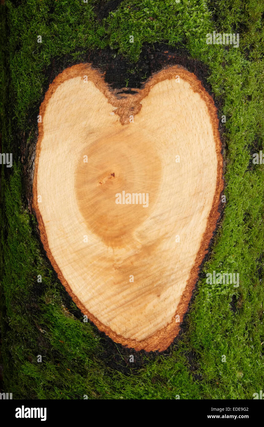 i love nature, heart shaped sawn branch on tree trunk Stock Photo