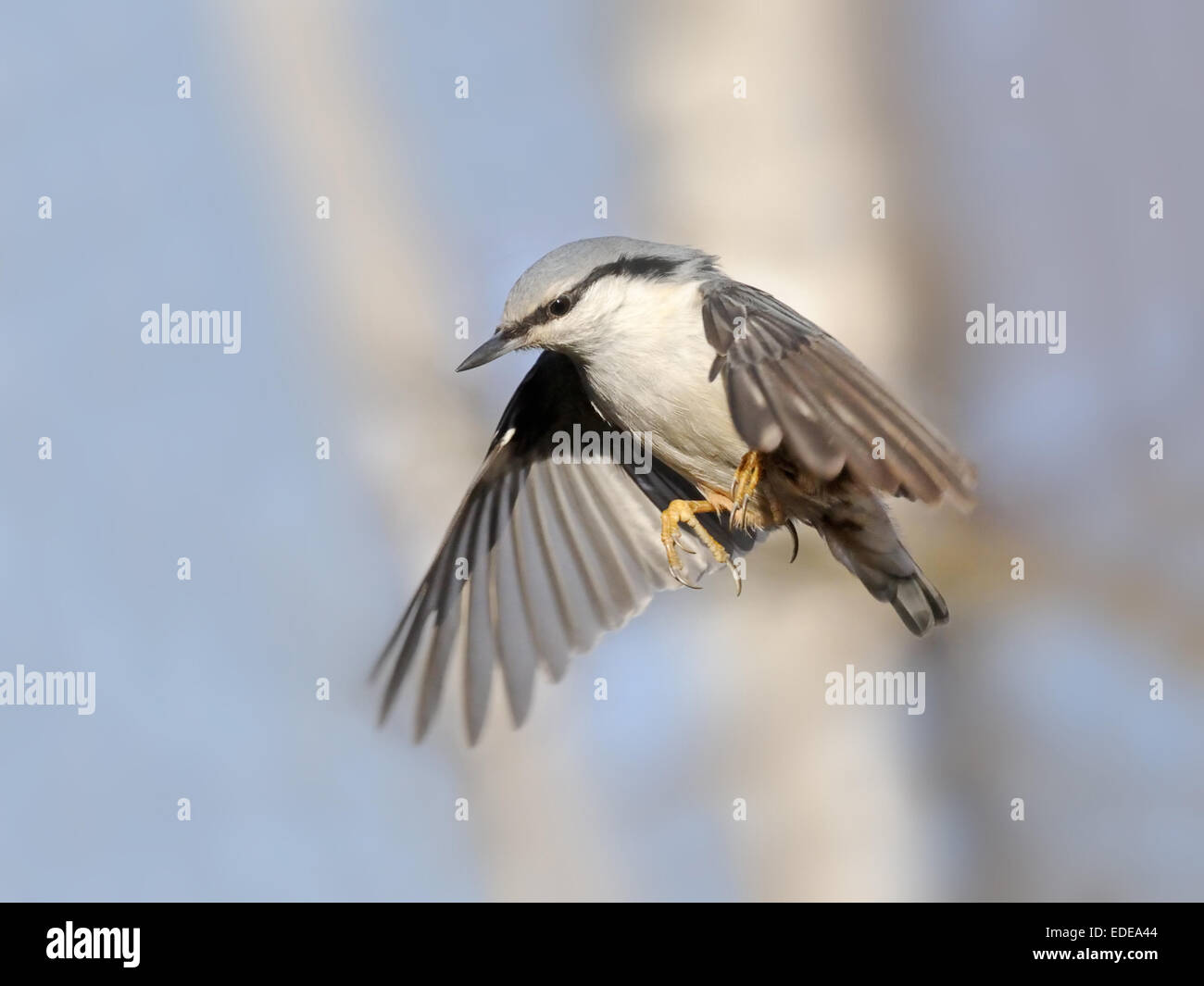 Serious flying Nuthatch with down wings against blue and white autumn background. Stock Photo