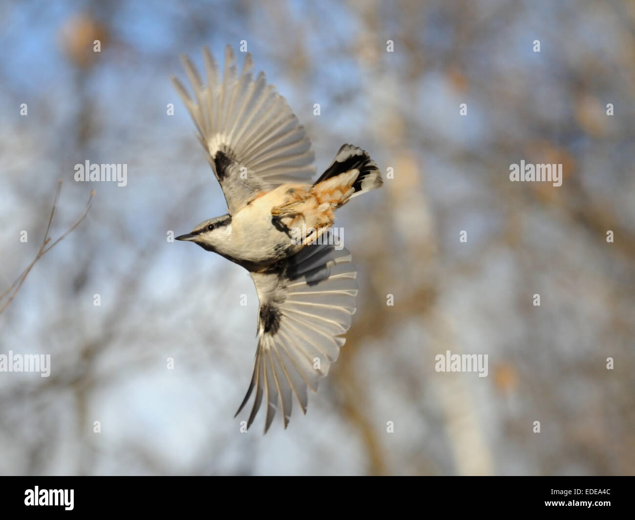 Flying Nuthatch with open wings against blue and white autumn background. Stock Photo
