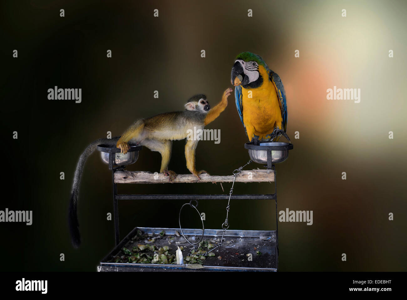 Mischievous animal. Monkey stealing food from a startled Macaw. Funny animals. A set of three sequences Stock Photo
