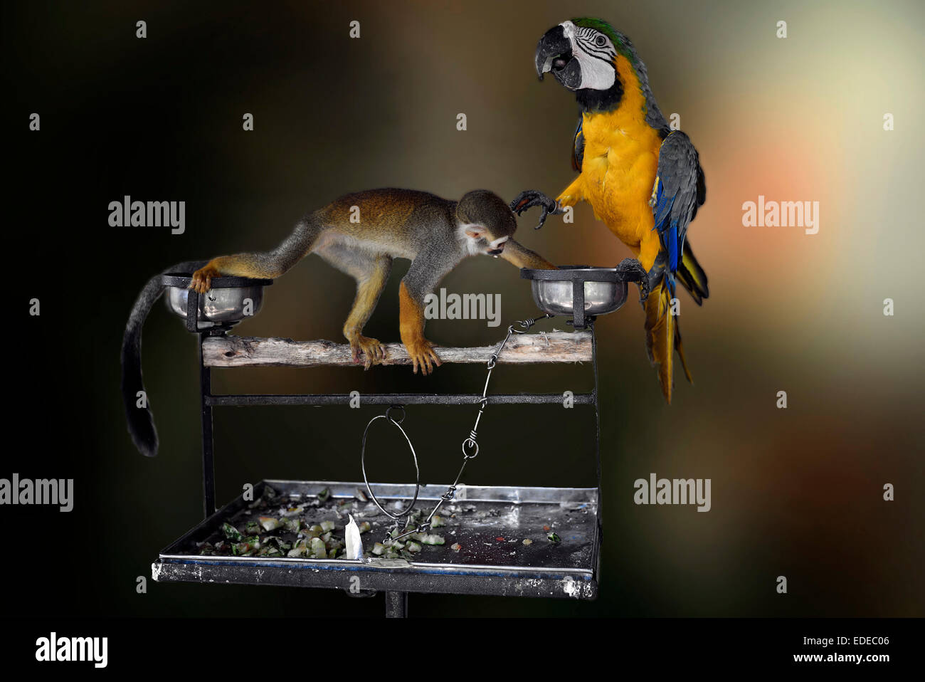 Mischievous animal. Monkey stealing food from a startled Macaw. Funny animals. A set of three sequences Stock Photo