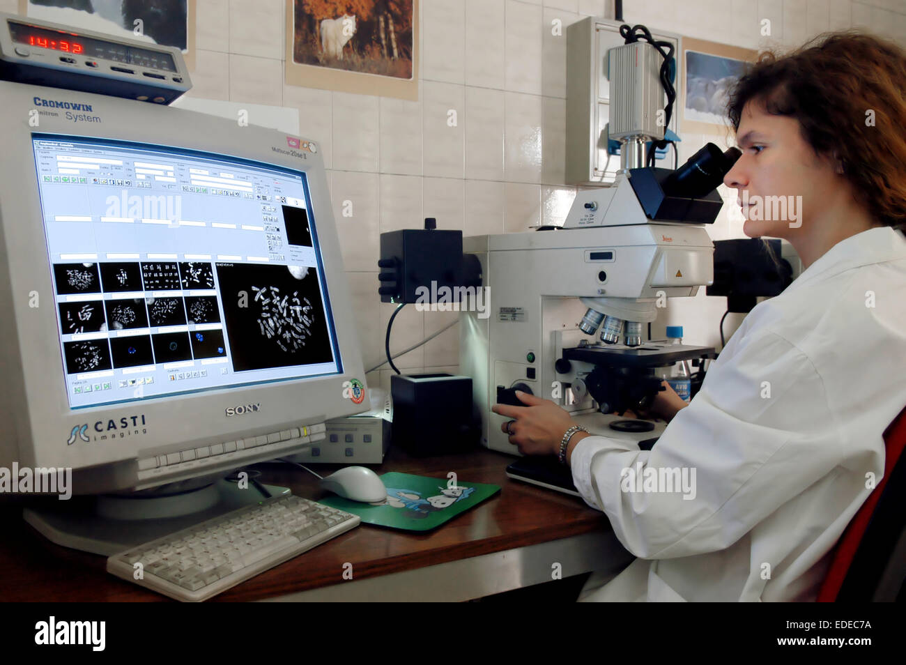 University of Milan (Italy), department of Biology and Genetics, analysis of the chromosomes Stock Photo