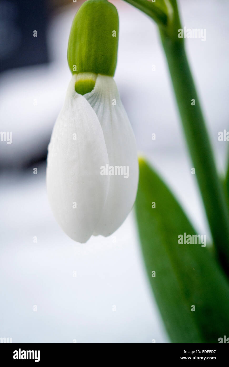 White snowdrop flower close up in snow Stock Photo