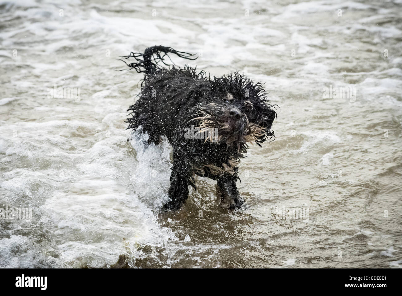 Dog shaking water off it's coat in sea Stock Photo