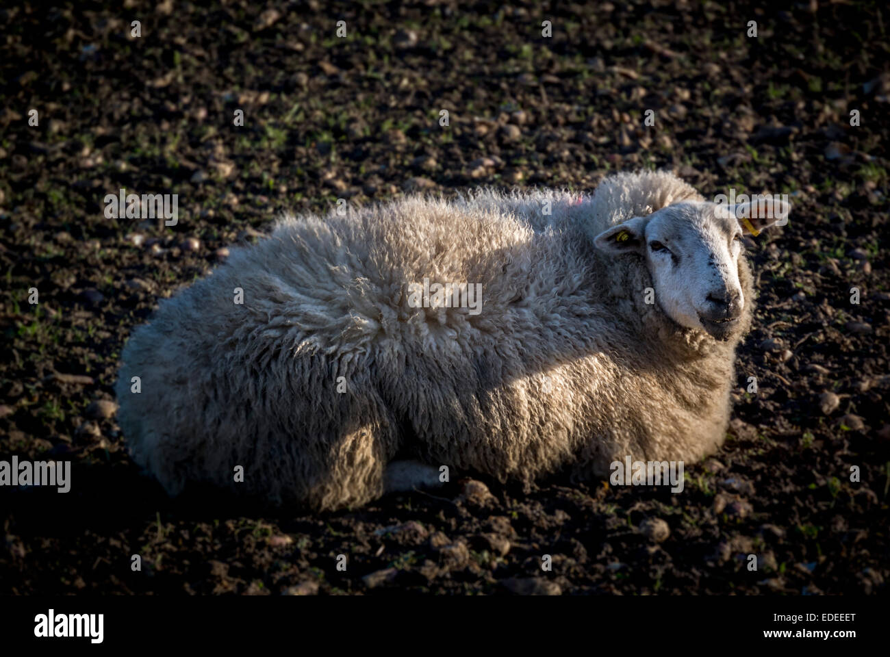 Sheep Outdoors in Winter Stock Photo
