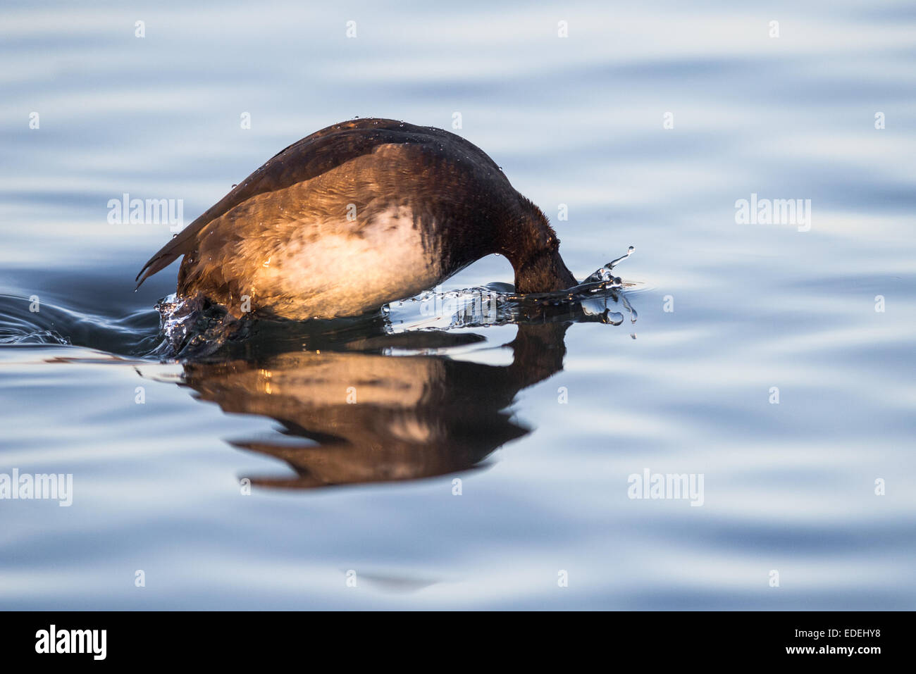 Adult female Tufted duck Aythya fuligula diving for food in a lake. Stock Photo