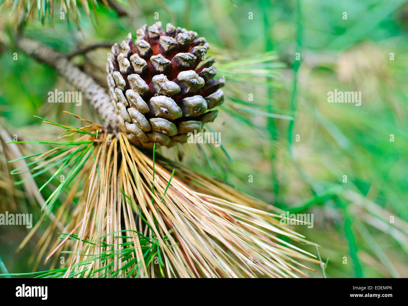 Green pine branch with cones close up Stock Photo - Alamy