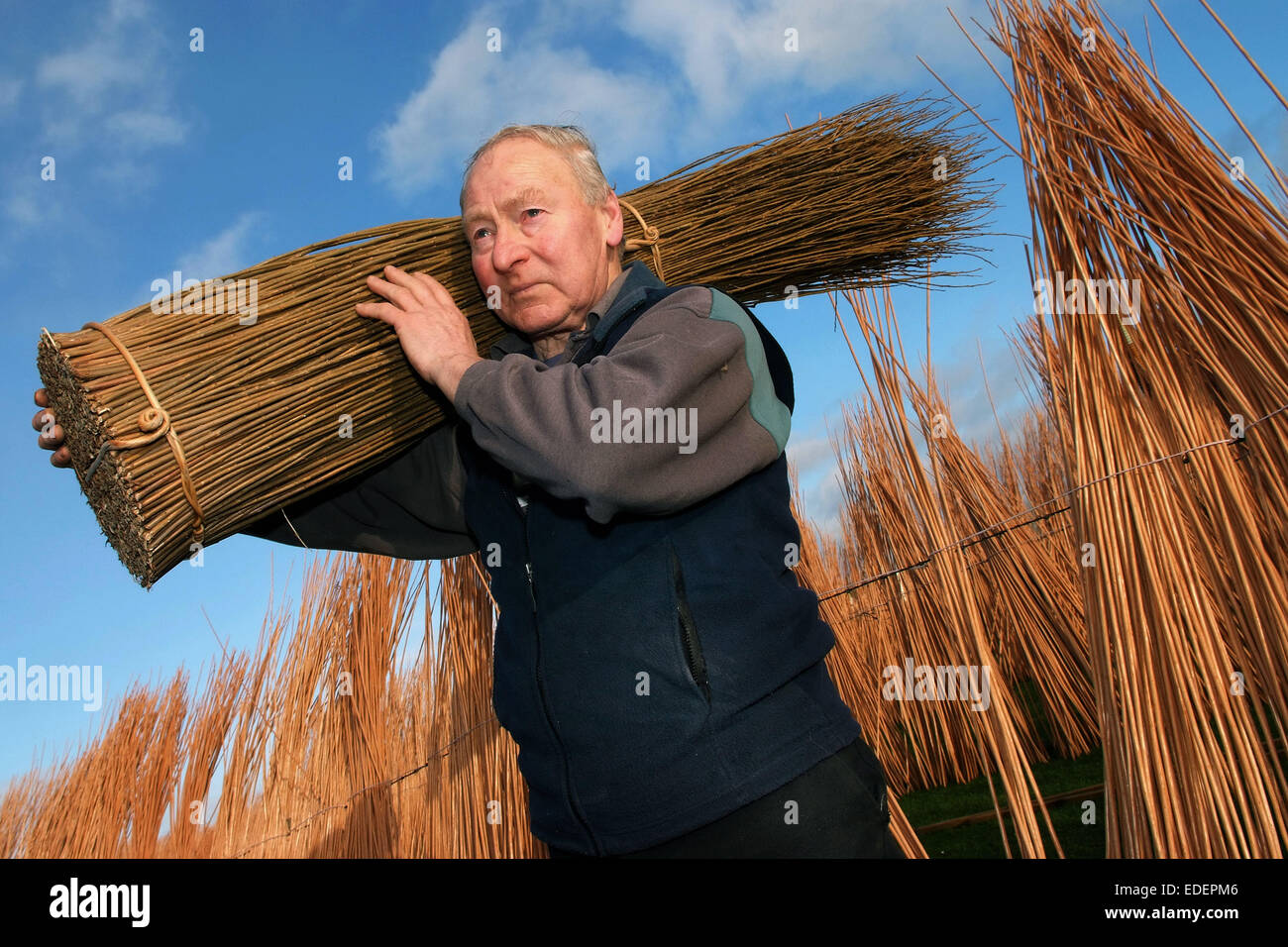 Willow growing and cutting on the Somerset Levels, with products