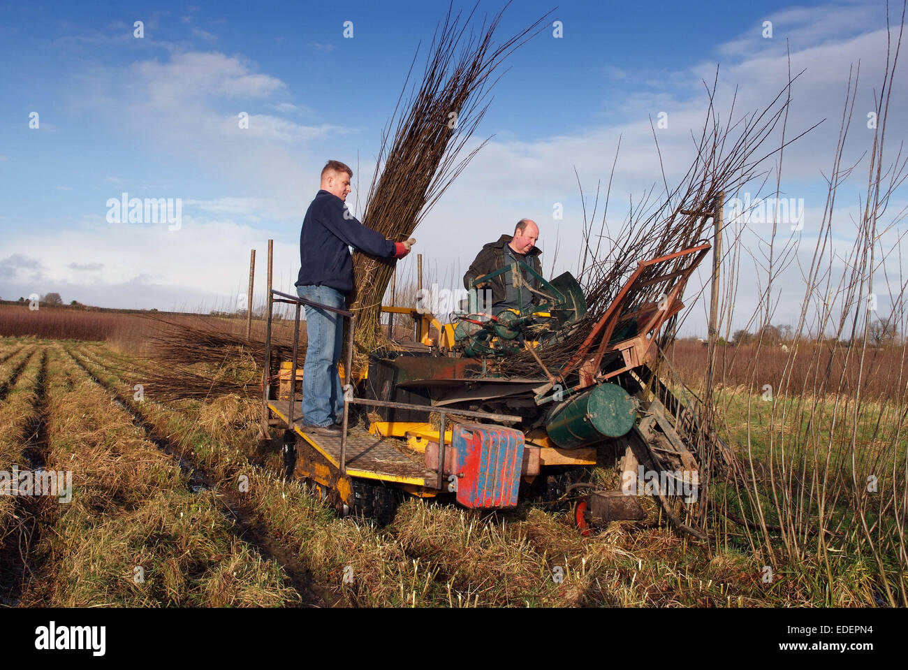 Willow growing and cutting on the Somerset Levels, with products