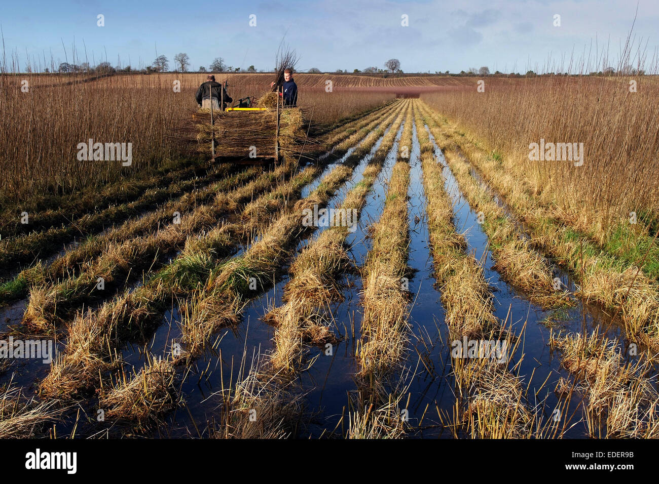 Willow growing and cutting on the Somerset Levels, with products