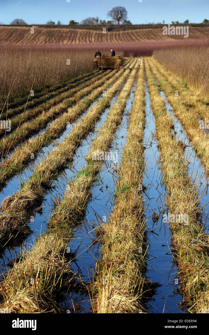 Willow growing and cutting on the Somerset Levels, with products