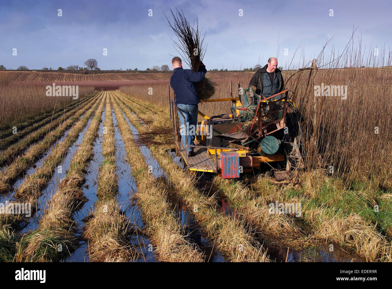 Willow growing and cutting on the Somerset Levels, with products