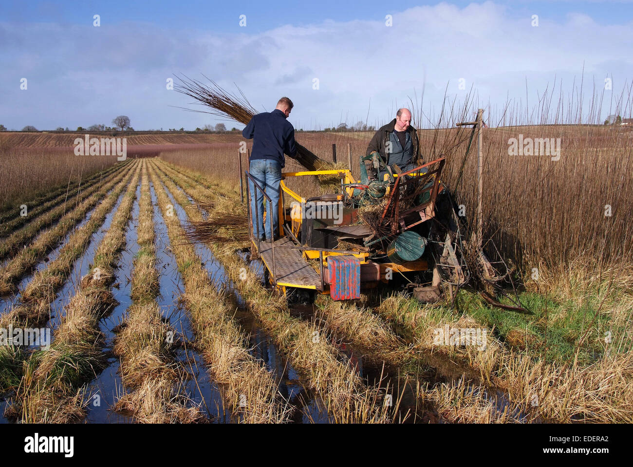 Willow growing and cutting on the Somerset Levels, with products