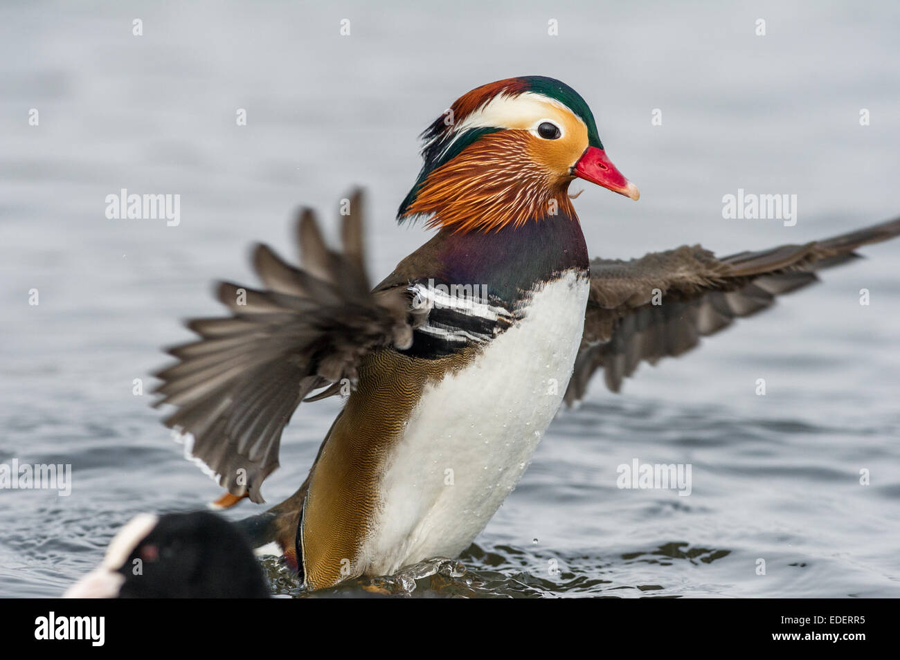 Male Mandarin duck with its wings spread out whilst cleaning its with