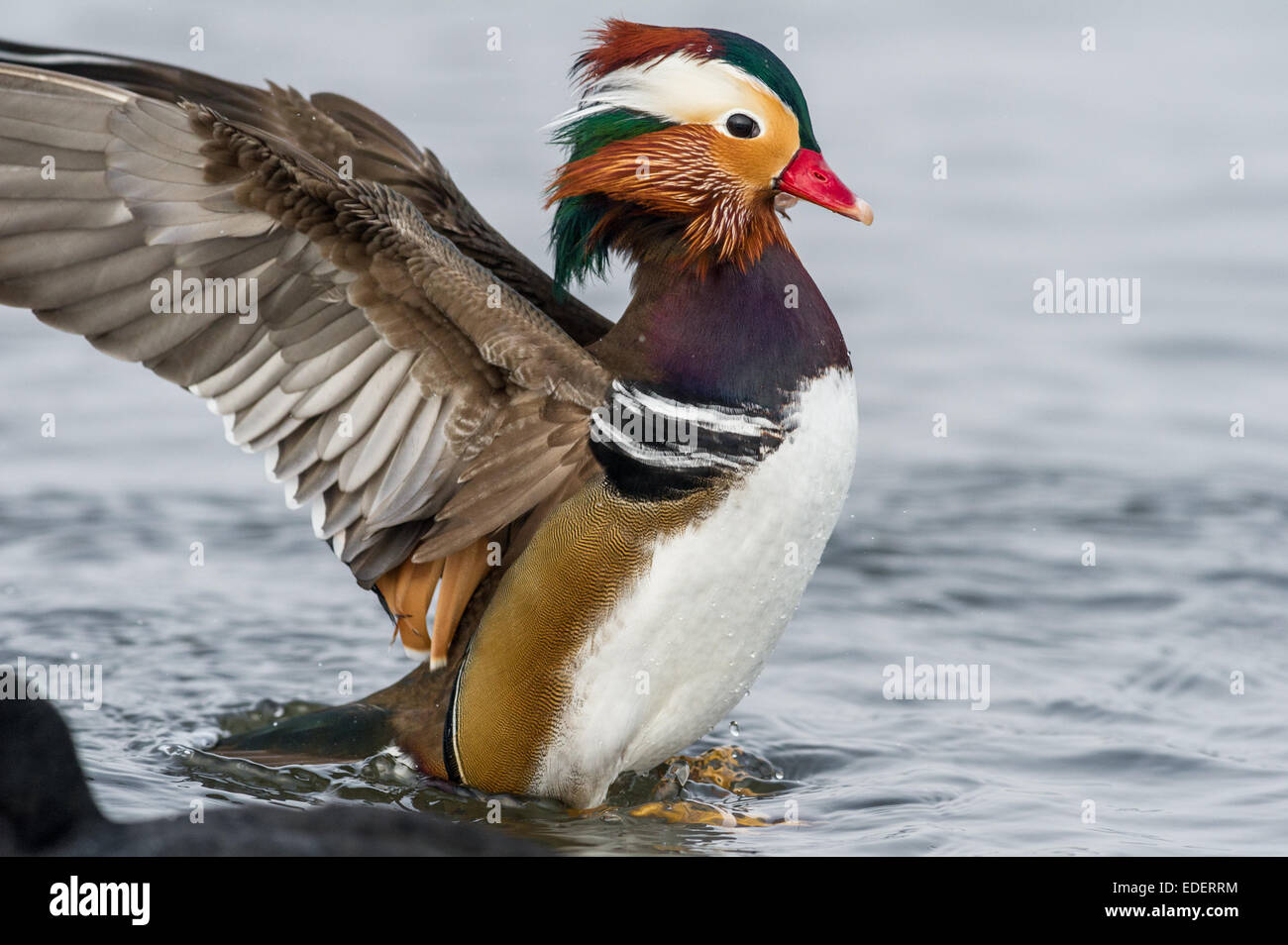 Male Mandarin duck with its wings spread out whilst cleaning its with elaborate and ornate plumage. Stock Photo