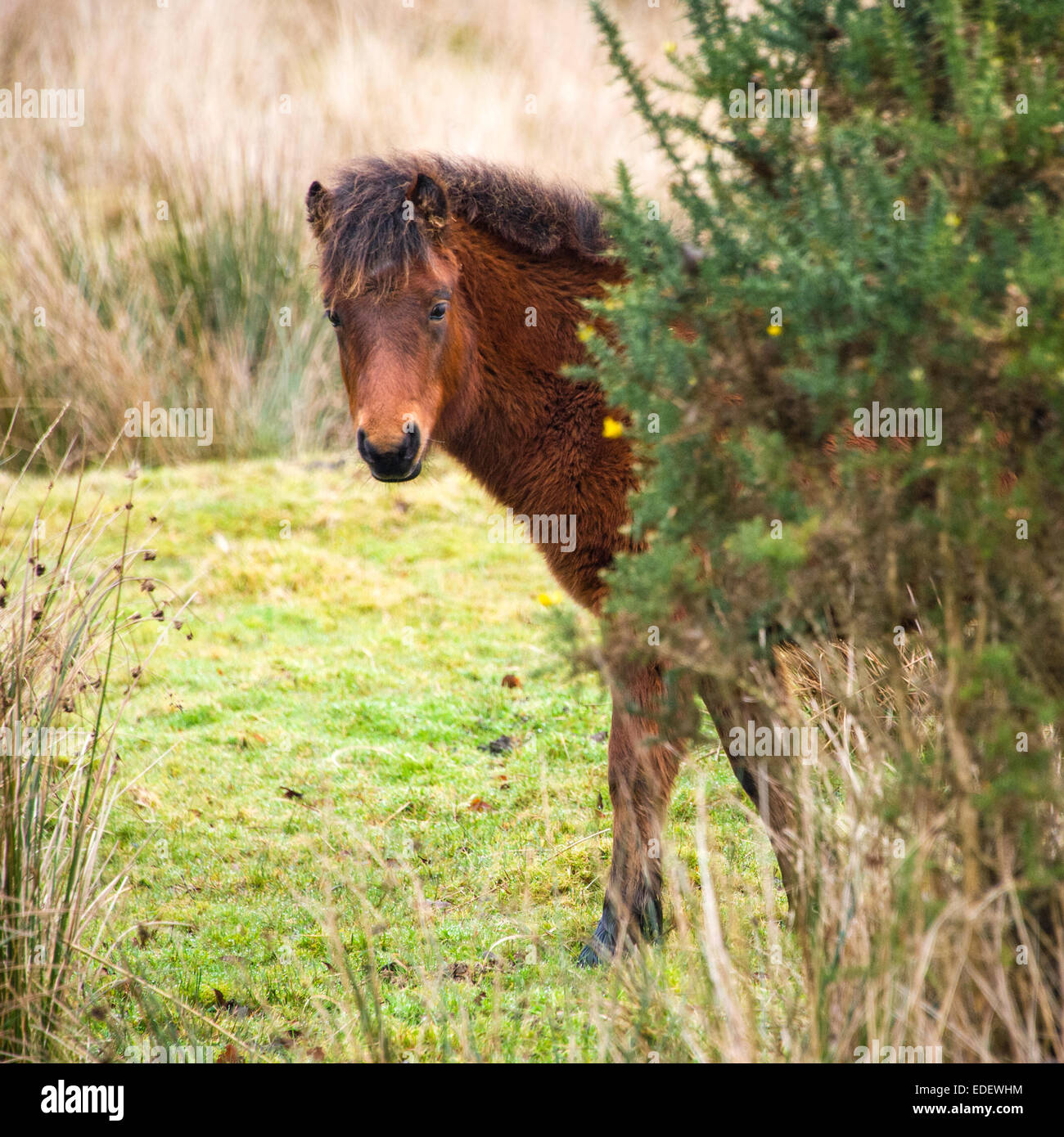 Young Dartmoor pony, seen near the village of Belstone, Devon, England, UK. Stock Photo