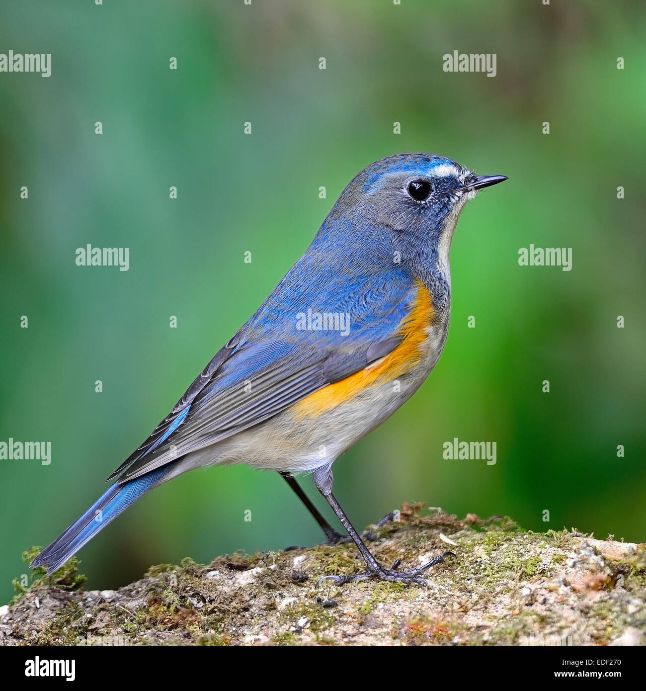 Colorful blue bird, male Red-flanked Bluetail (Tarsiger cyanurus), standing on the rock, side profile Stock Photo