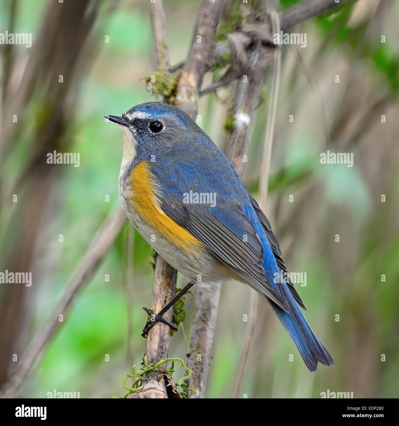 Colorful blue bird, male Red-flanked Bluetail (Tarsiger cyanurus), standing on a branch, side profile Stock Photo