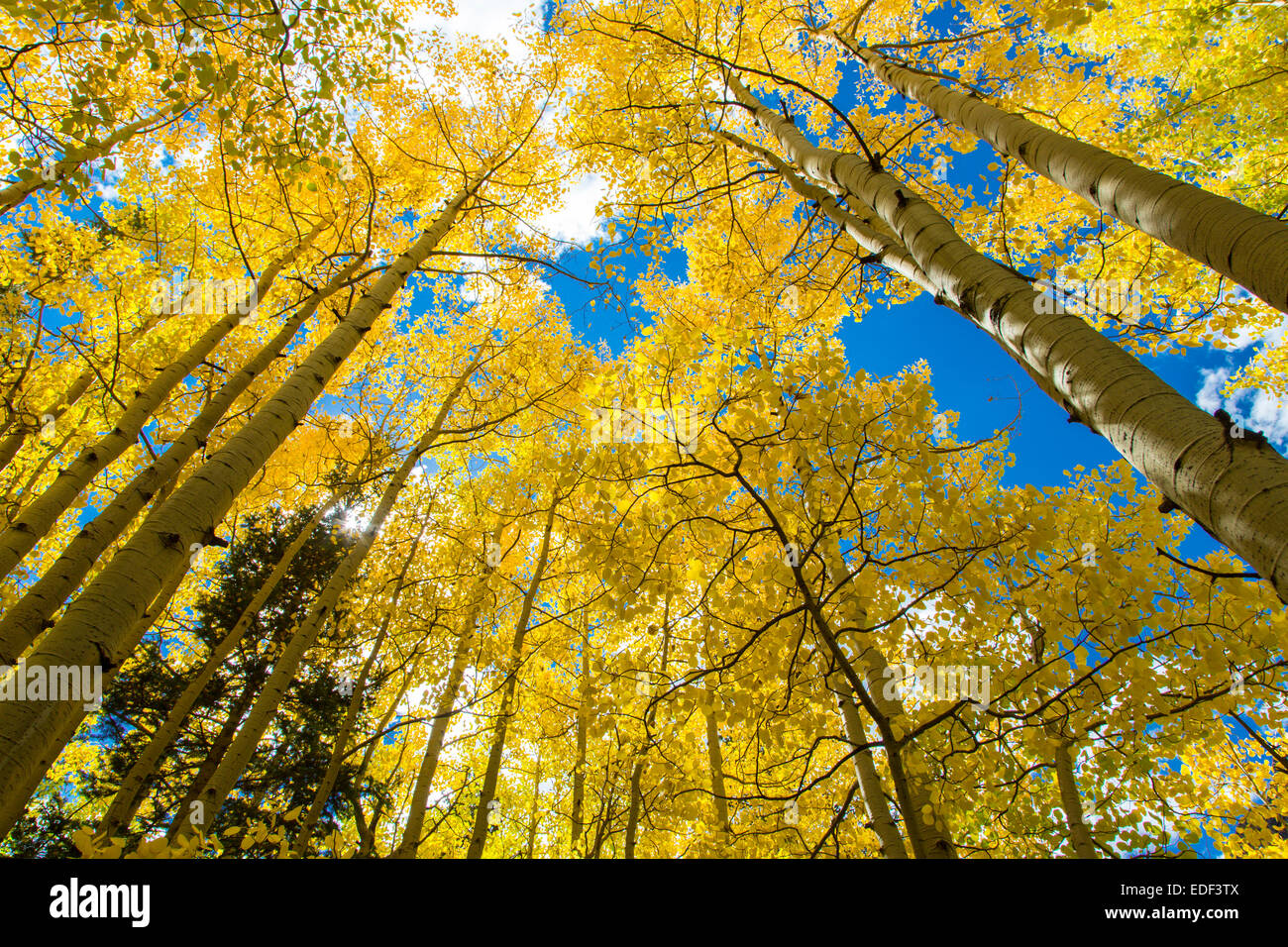 Looking up into bright yellow Aspen trees with blue sky on a fall day in Colorado Stock Photo