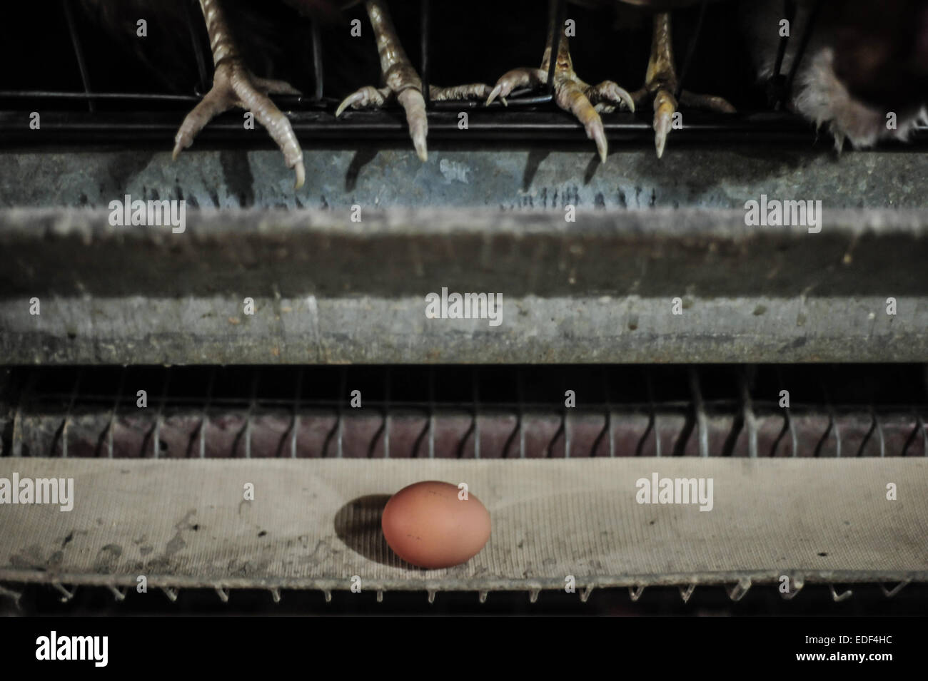 Conveyor belt egg hires stock photography and images Alamy