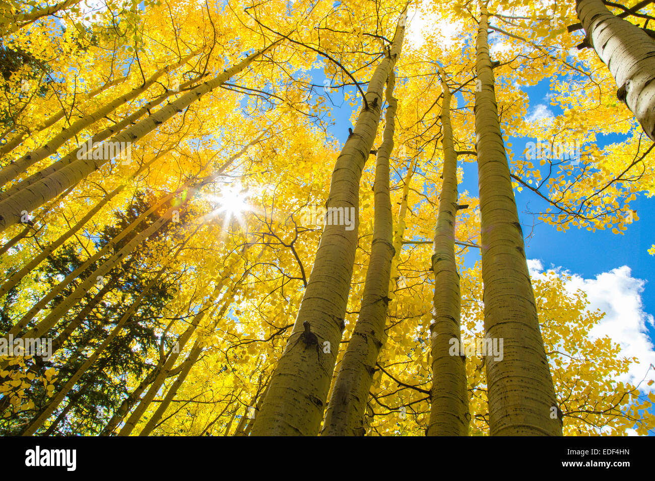 Looking up into bright yellow Aspen trees with blue sky on a fall day in Colorado Stock Photo