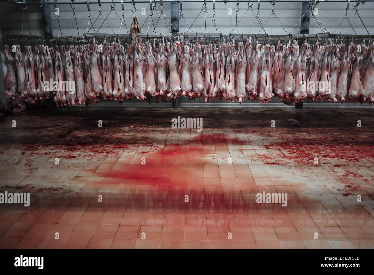 Body Of Dead Sheep Stock Photos & Body Of Dead Sheep Stock 