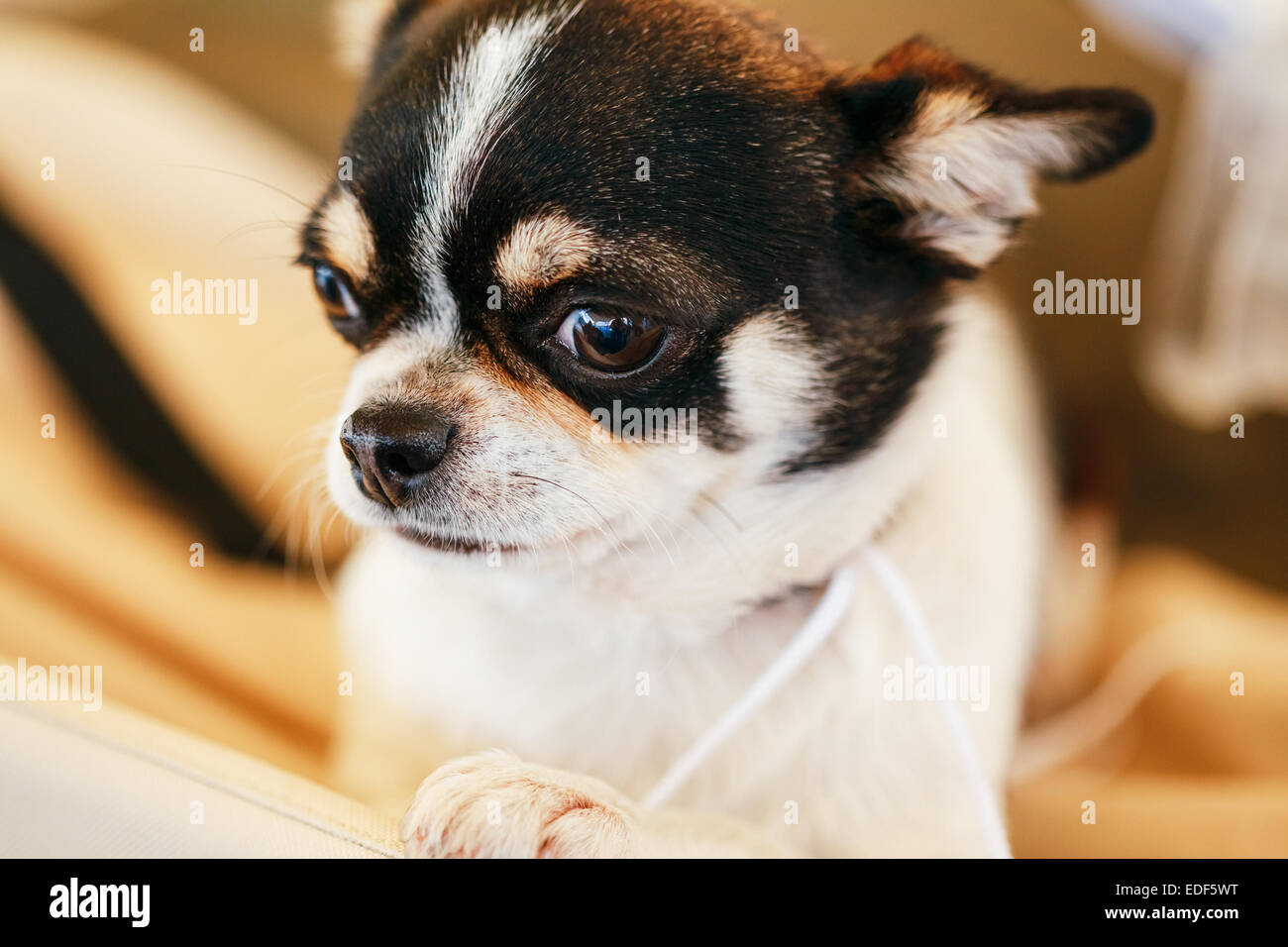 Chihuahua dog, 1.5 years old, sitting on a pet bed and looking at