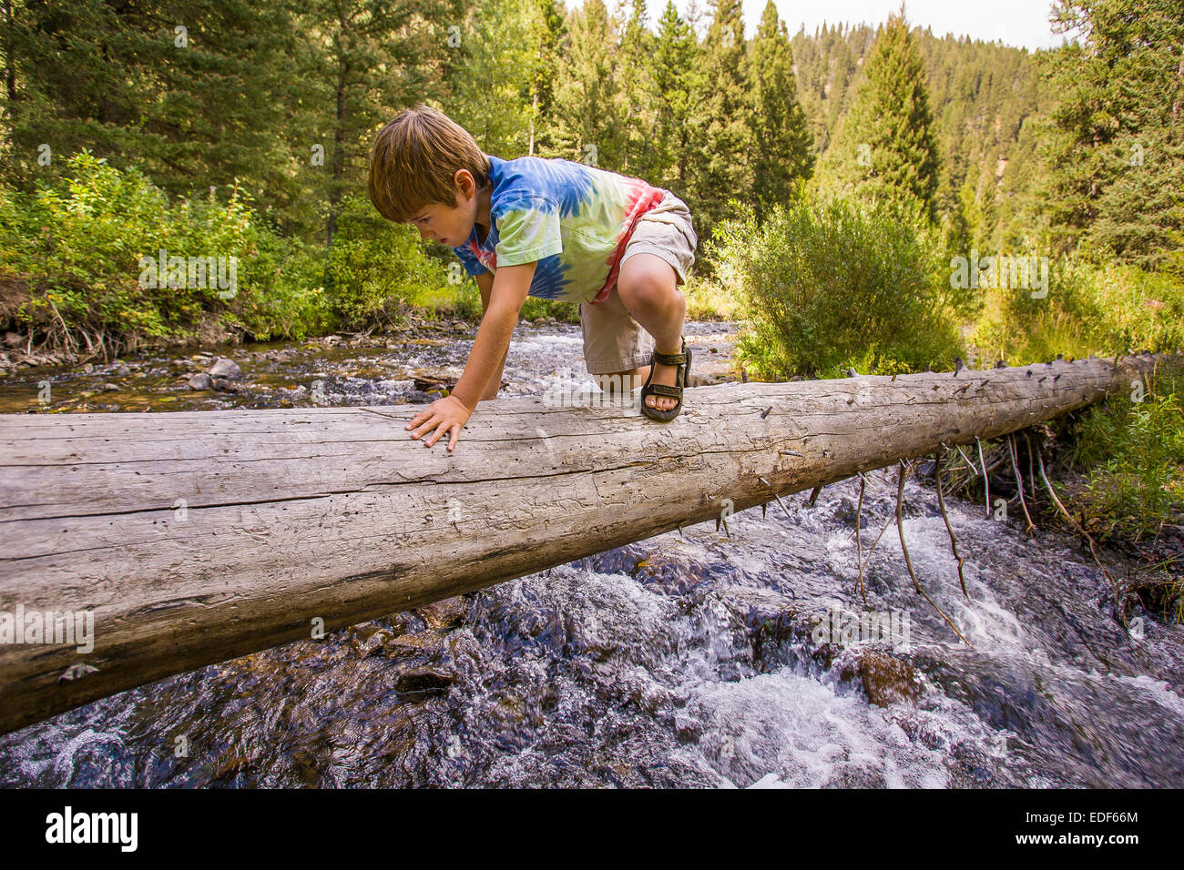 MONTANA, USA - Nine-year-old boy carefully balances as he crosses dead tree trunk over rushing stream. Stock Photo