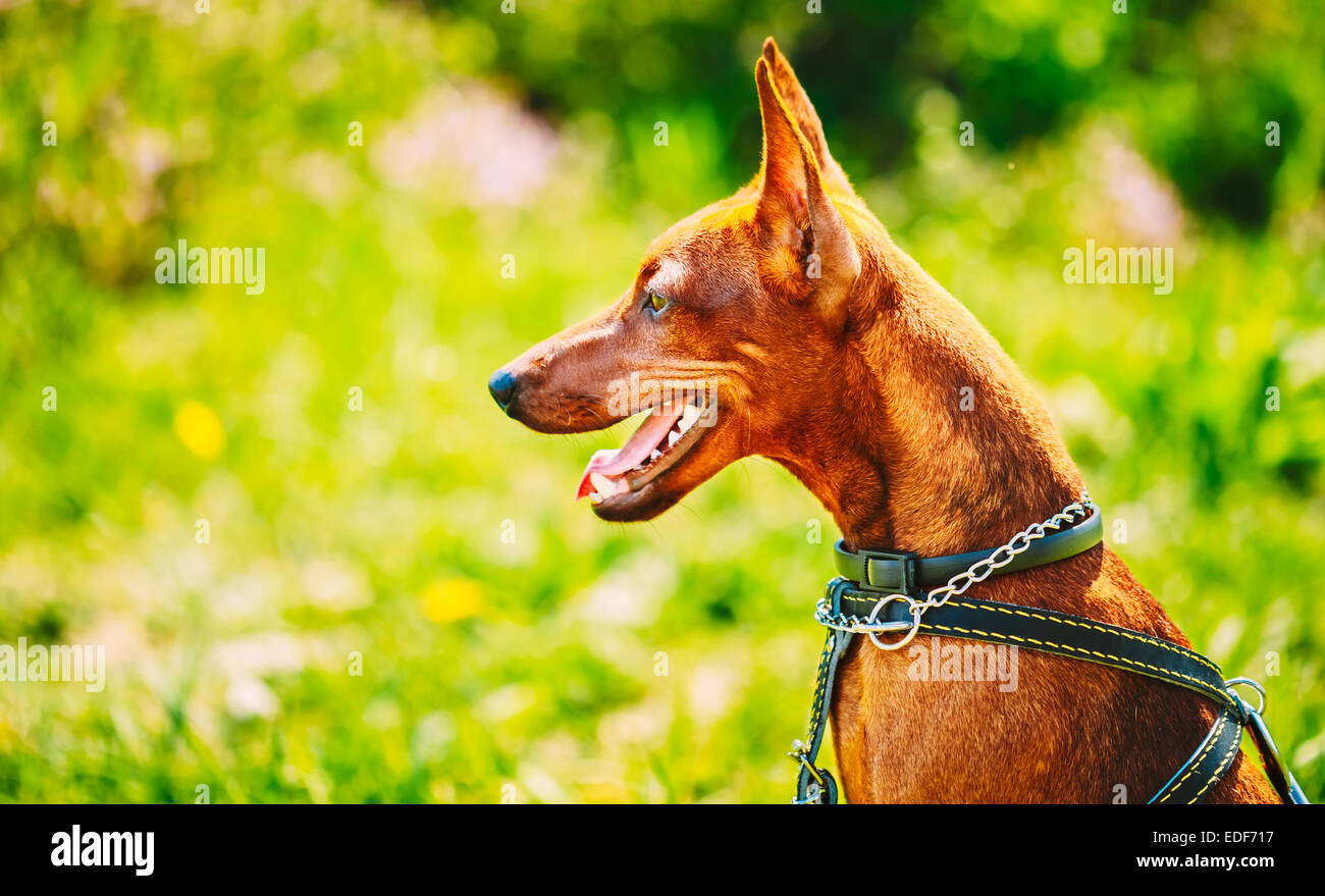 Mini pin hi-res stock photography and images - Alamy