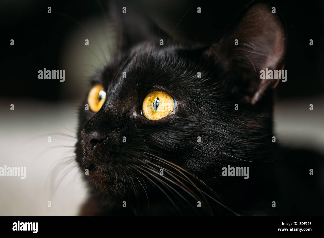 Beautiful black cat close up hi-res stock photography and images - Alamy