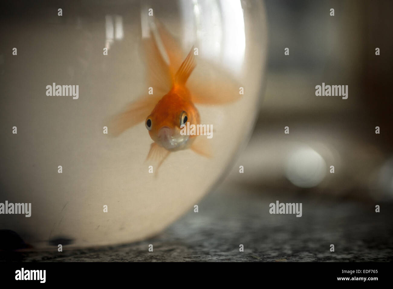 Gallery Detail: A Goldfish Confined Forever In A Bowl Stock Photo
