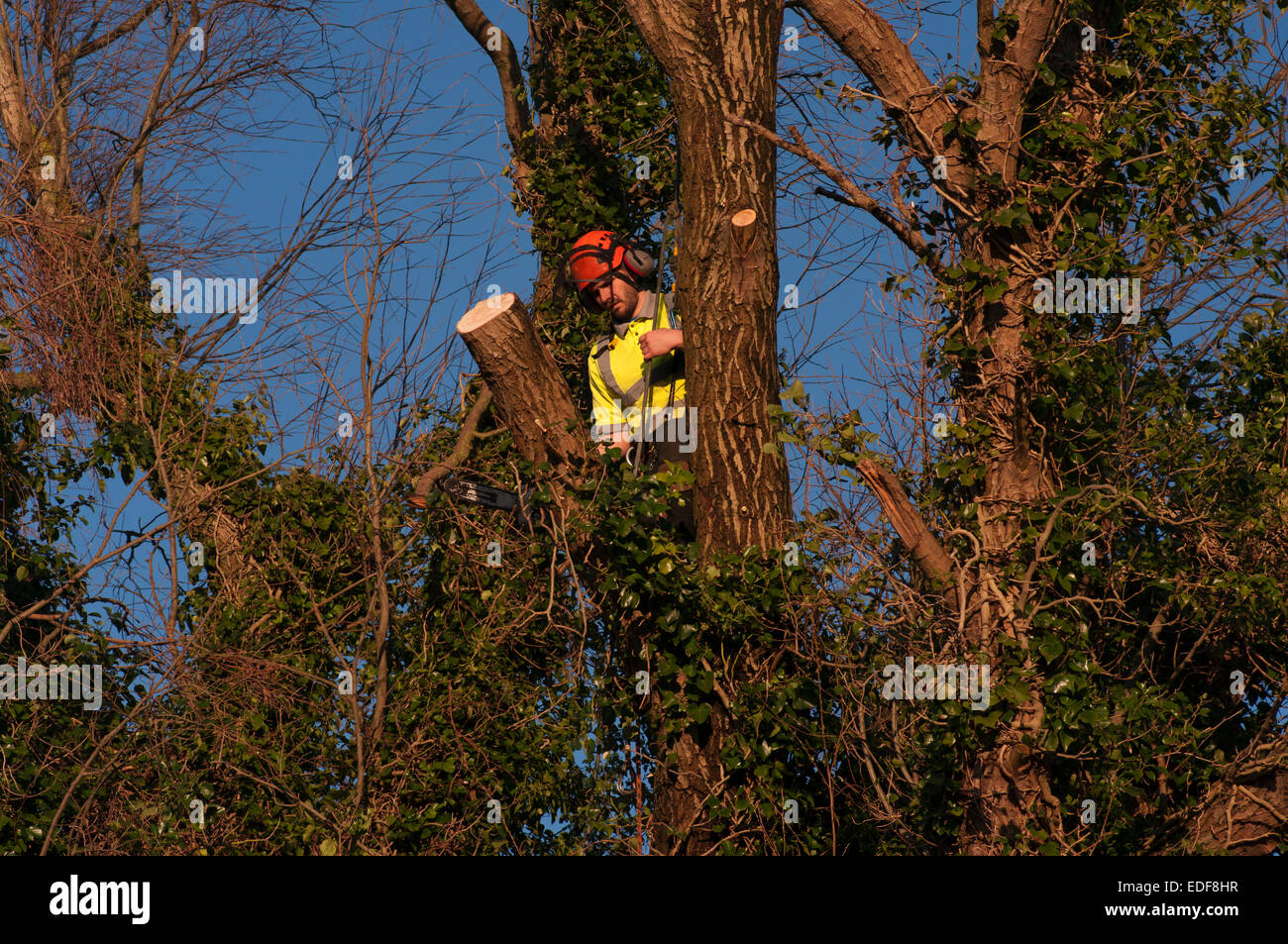 Tree Surgeon Cutting A Branch Up A Tree Using A Chainsaw Wearing A ...