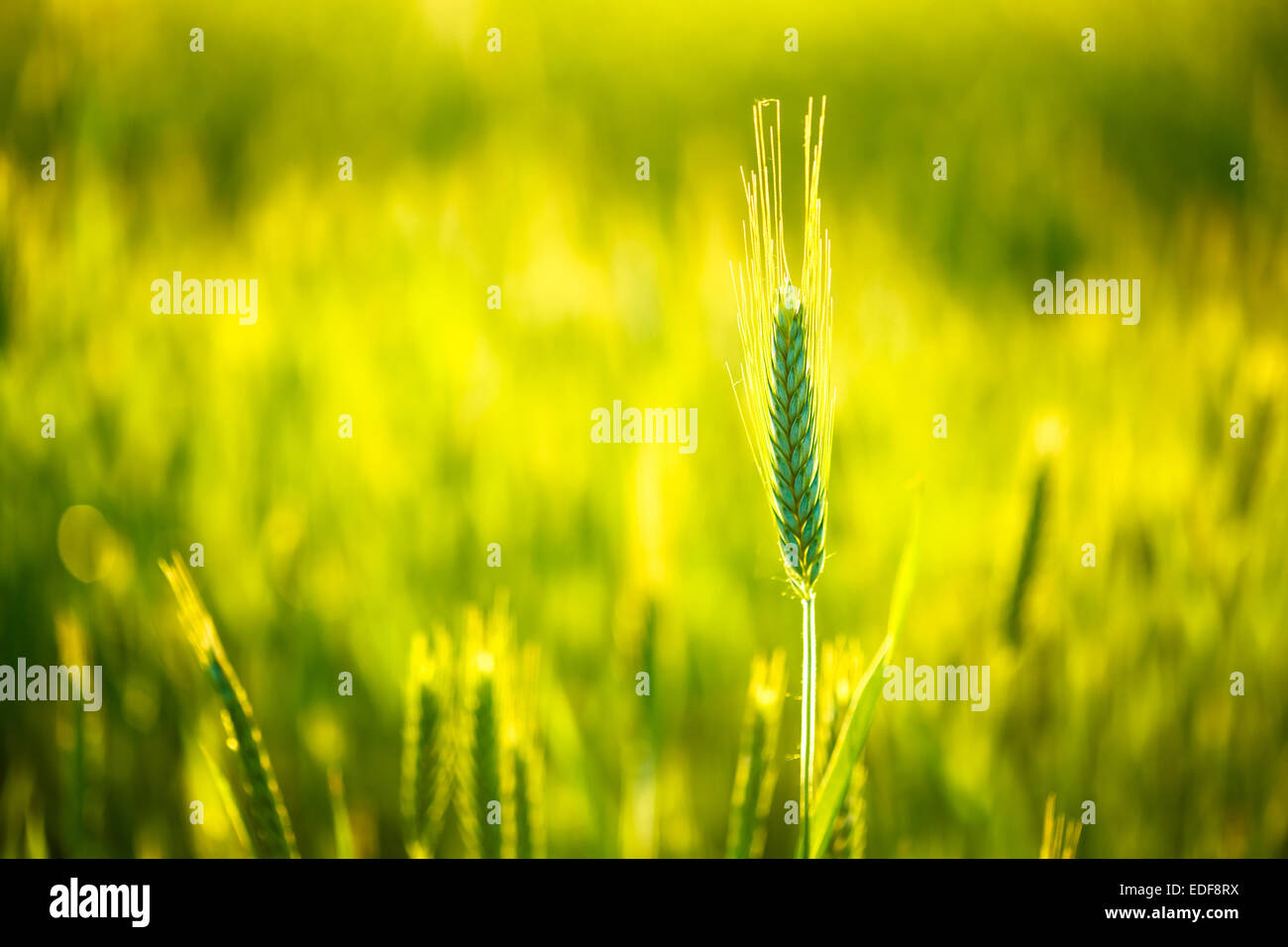Green wheat in field at sunset. Late spring, early summer. Stock Photo