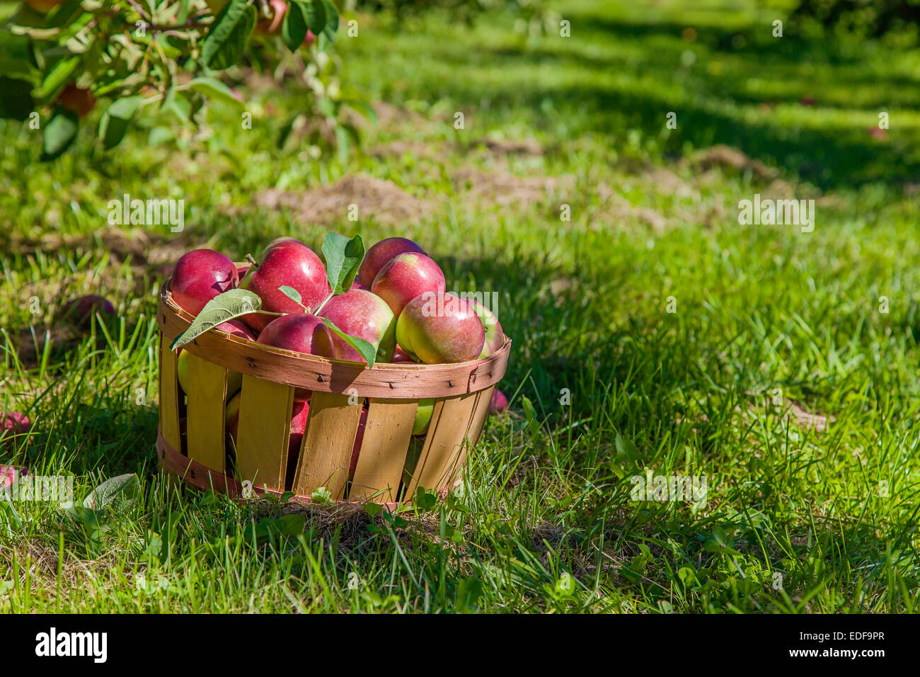 Macintosh apple fruit hi-res stock photography and images - Alamy