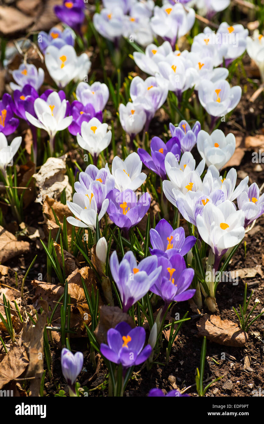 Crocus blooming in the early spring garden. Stock Photo