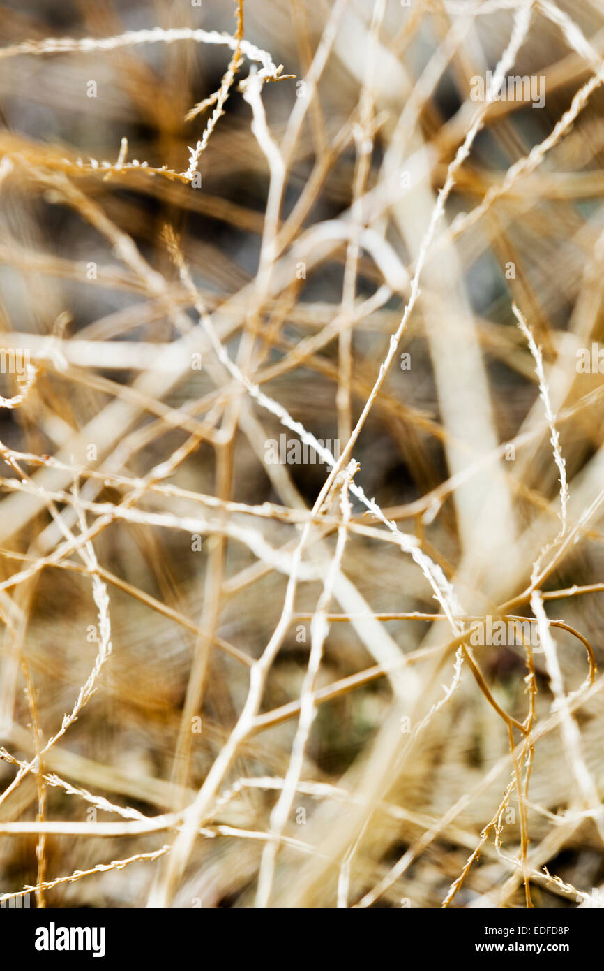 Weeds and grasses hi-res stock photography and images - Alamy
