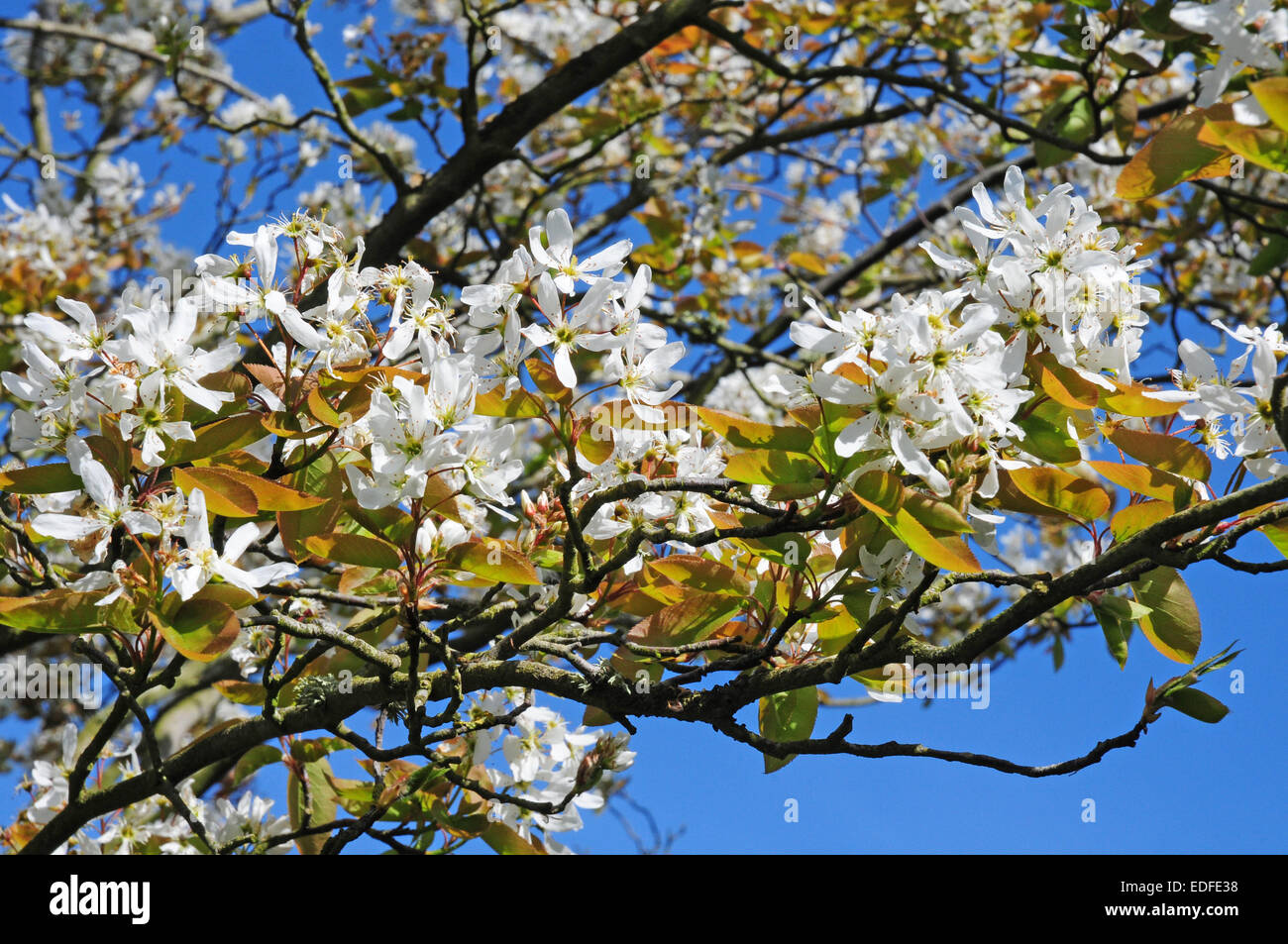 Amelanchiar blossom Stock Photo