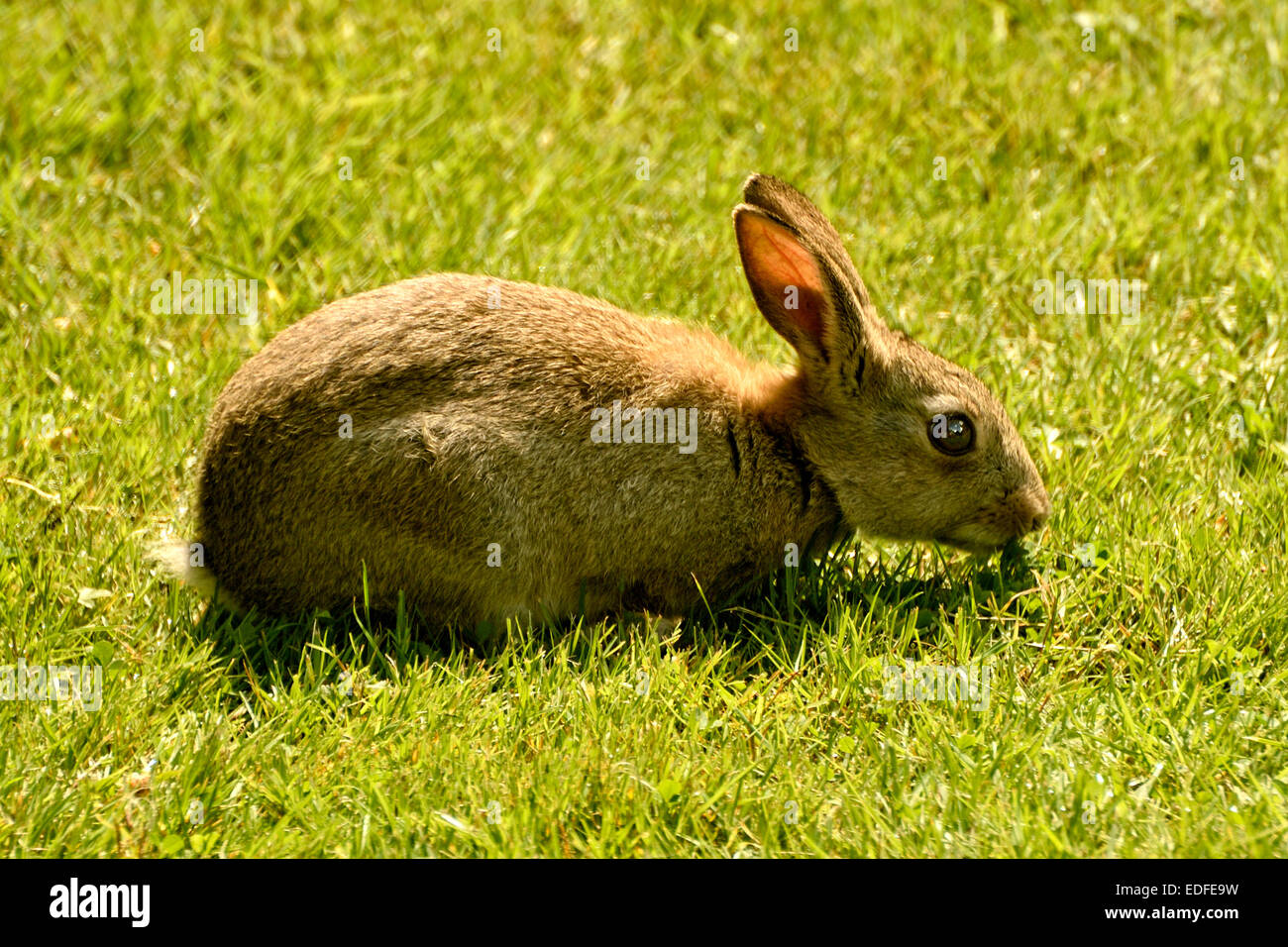 SINGLE RABBIT EATING GRASS ON A LAWN IN THE UK Stock Photo