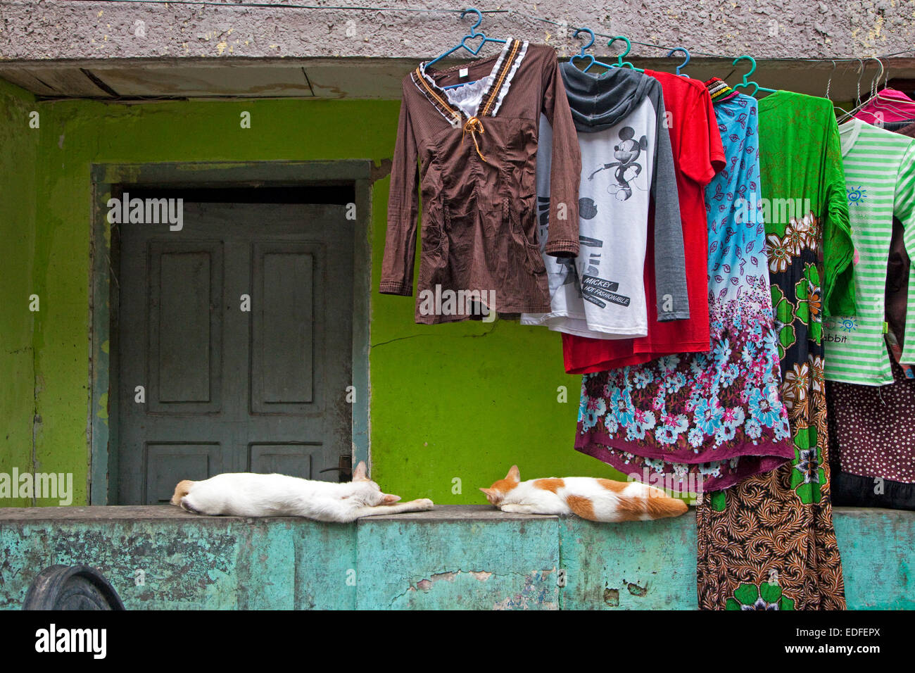Two lazy cats sleeping under laundry drying on clothesline on house's