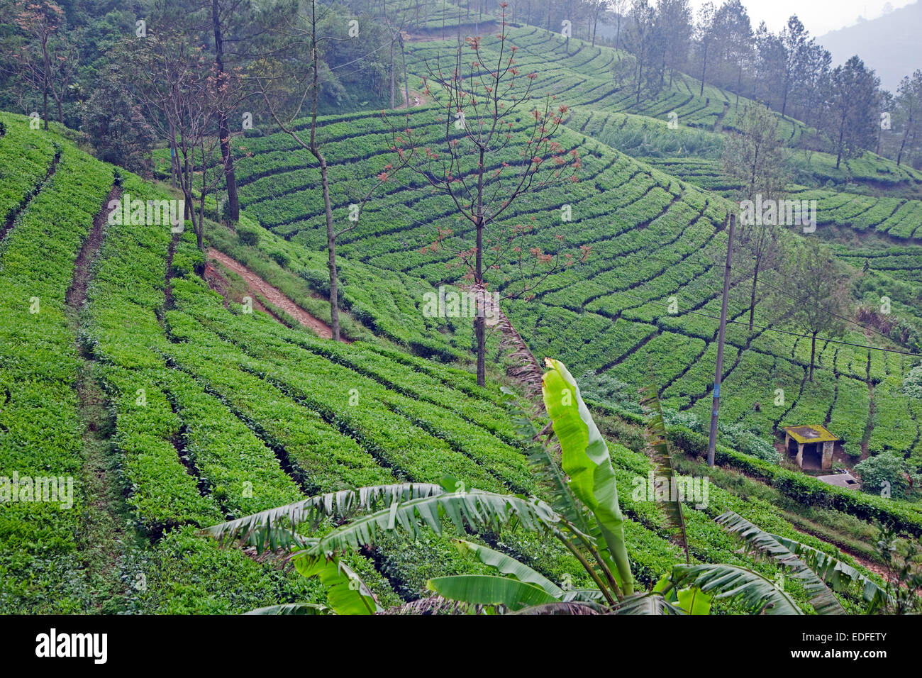 Indonesian terraced tea plantation on the slopes of the Mount Gede / Gunung Gede volcano, West Java, Indonesia Stock Photo